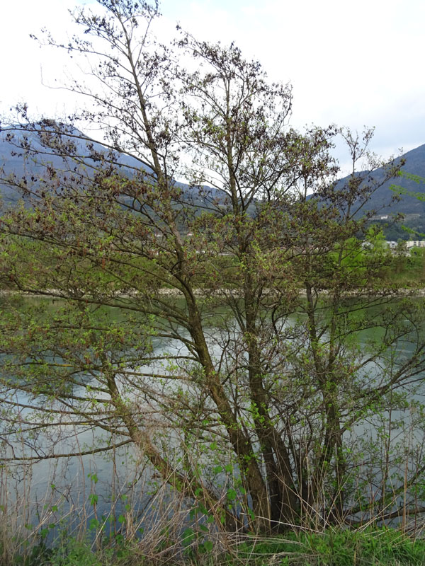 Alnus glutinosa - Betulaceae (Ontano nero)